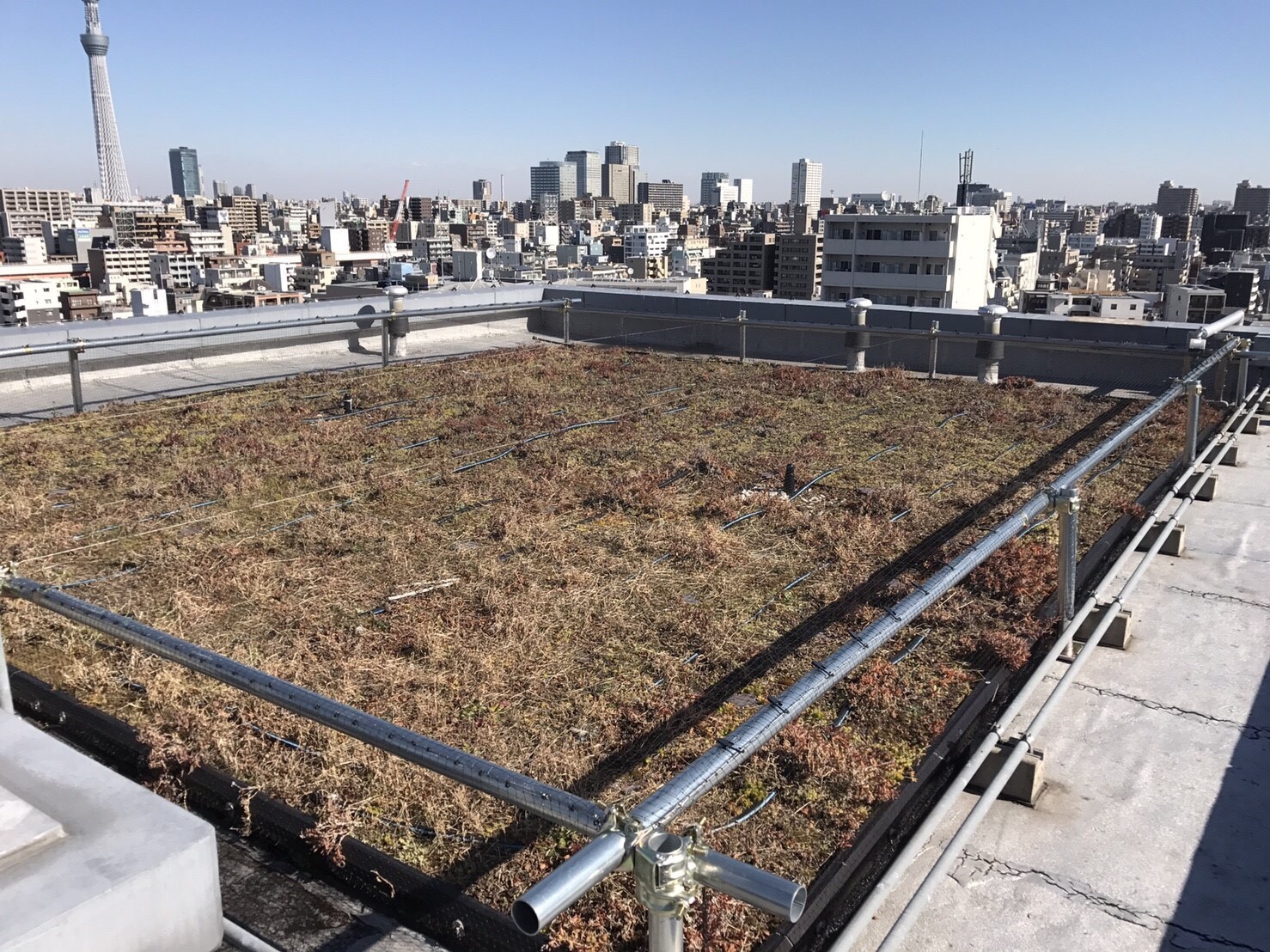 東京都江東区　マンション屋上にウミネコが止まり糞害。ネットと電気ショック施工で対策。