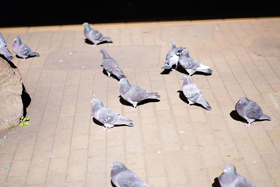 鳩との共存を改めて考える