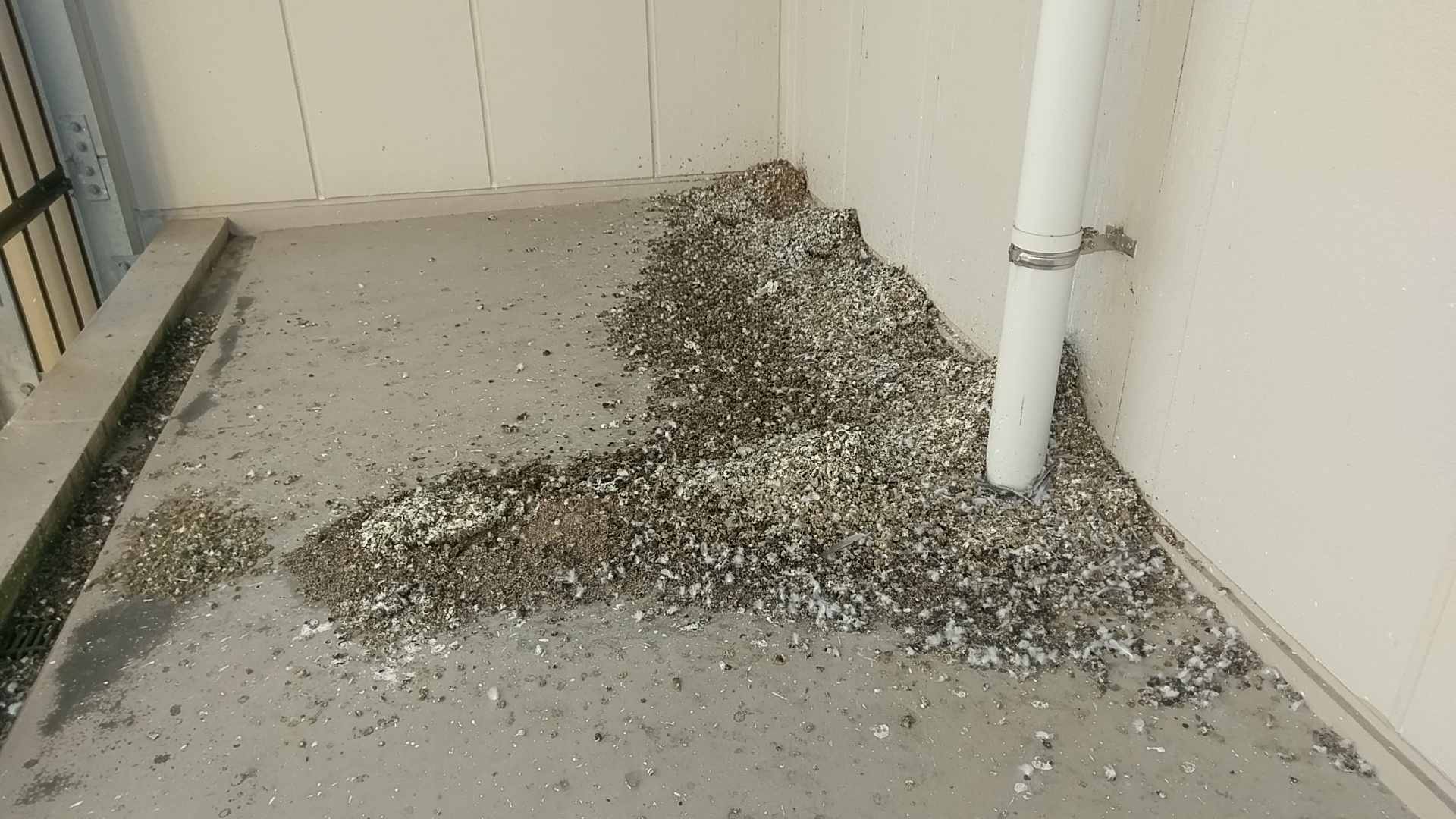 鳩の糞害の恐怖