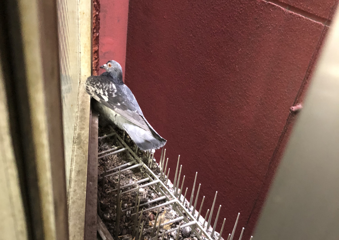 プロが教える防鳥剣山の取り付け方