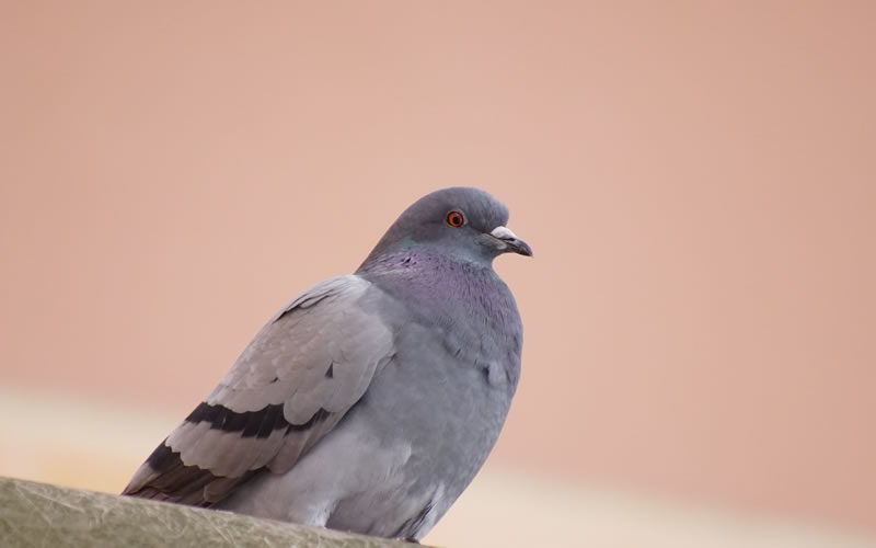 鳩による感染症 日本鳩対策センター