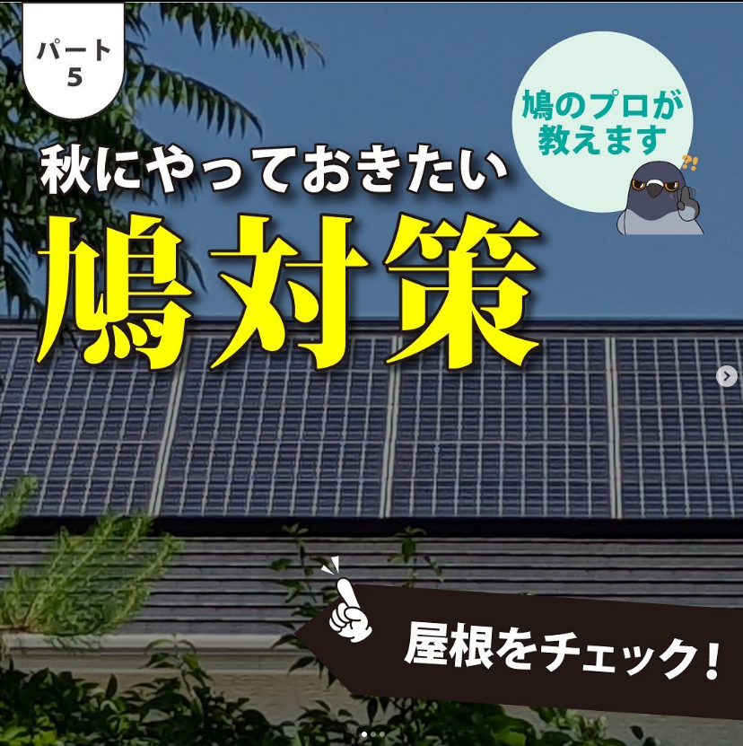 秋にやっておきたい鳩対策3