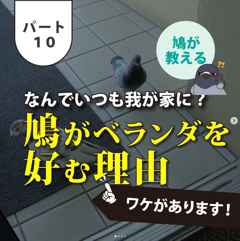 鳩がベランダを好む理由