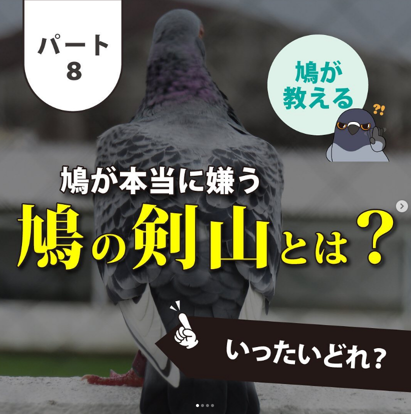 鳩が本当に嫌う『鳩の剣山』とは？