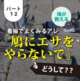 鳩にエサをあげないで・・・