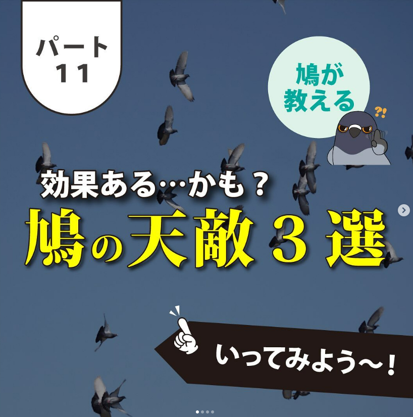 鳩の天敵3選