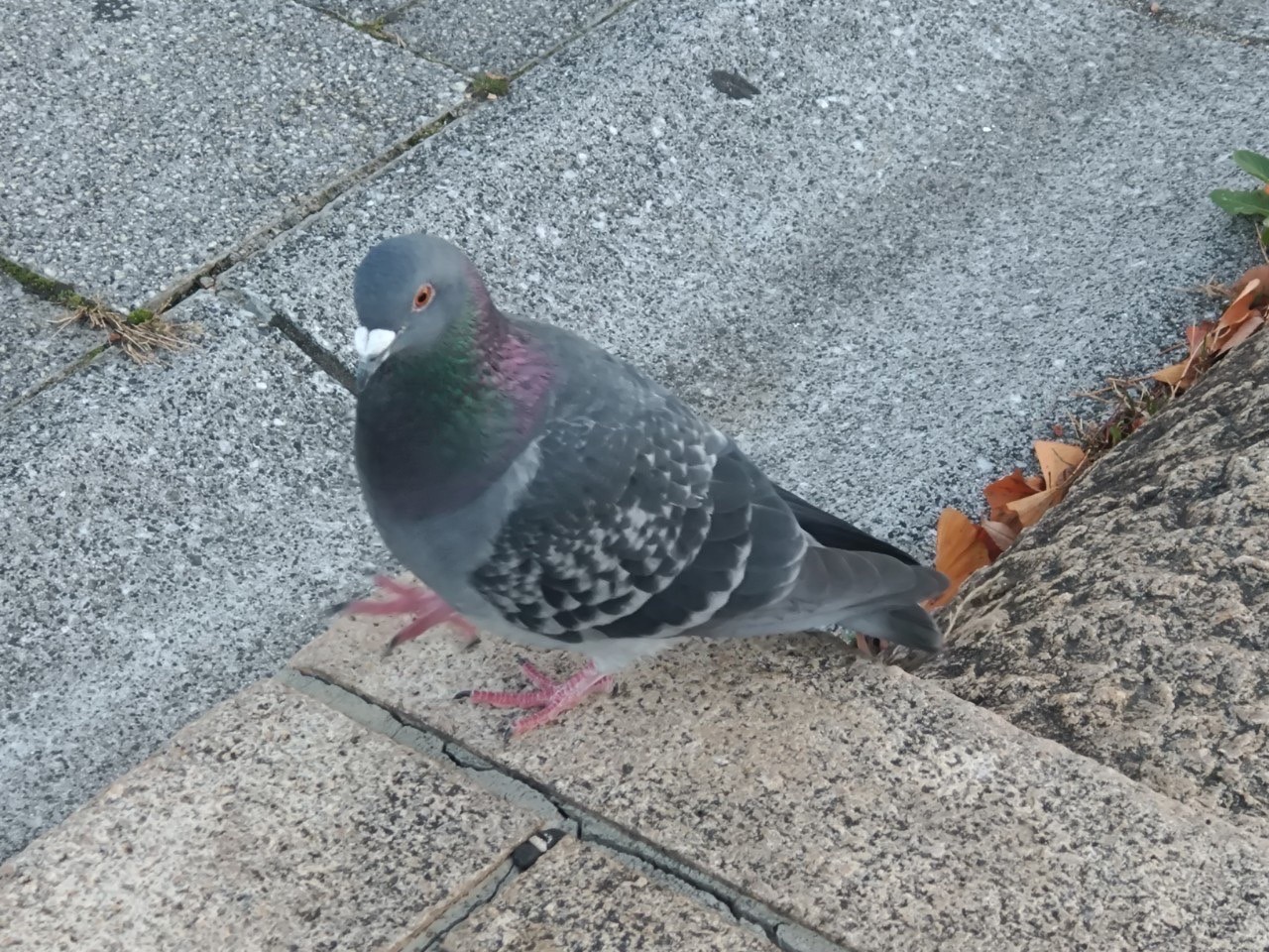 6羽目　首を振る鳩￼