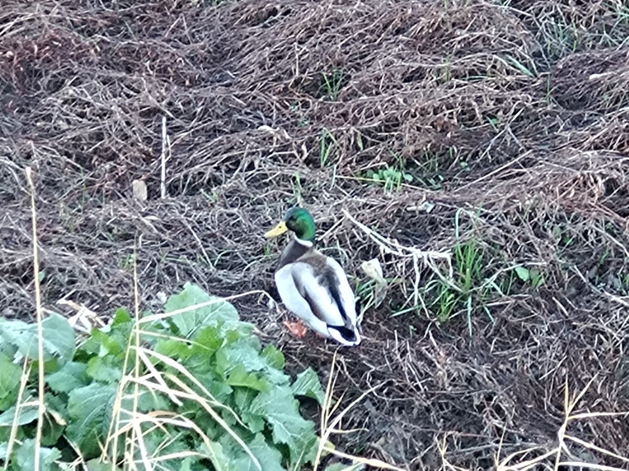 7羽目　ピジョンミルク