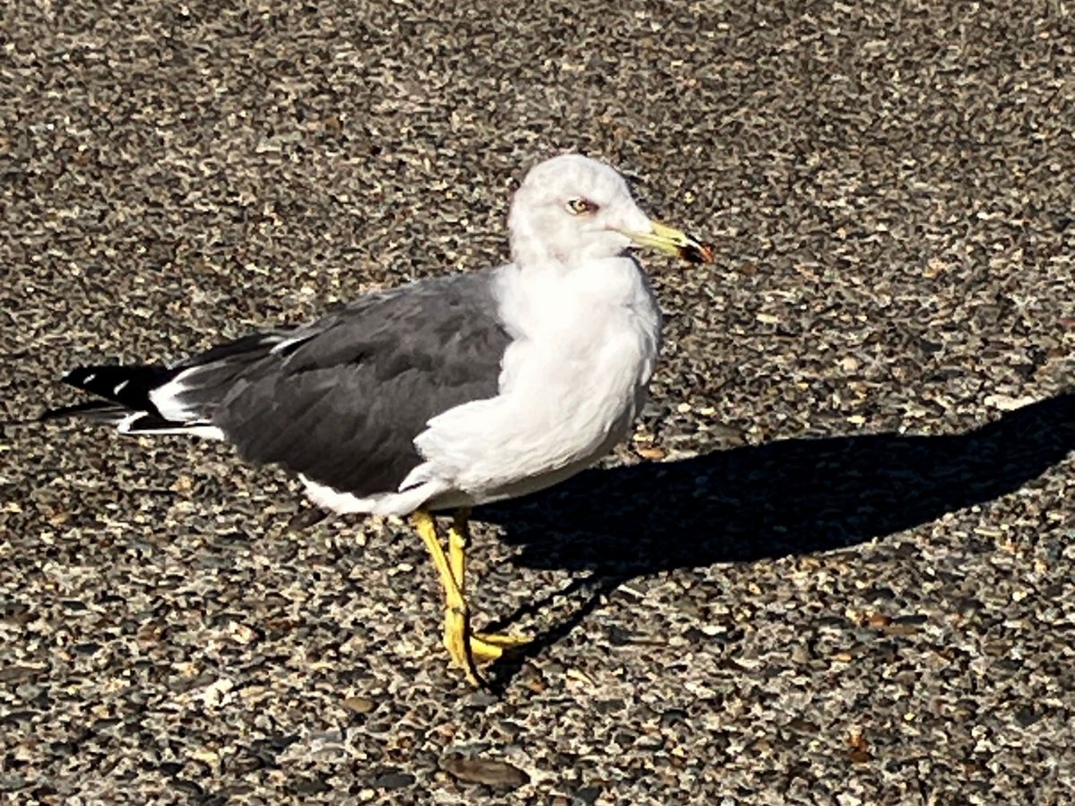 ウミネコの騒音・糞害にお困りの方！鳥害対策のプロがウミネコ対策について徹底解説