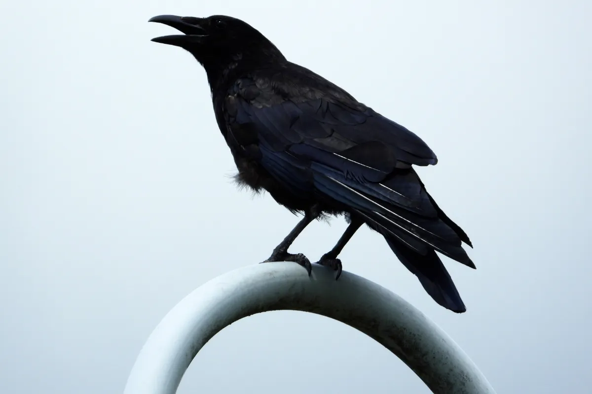 カラスにお困りの方！鳥害対策のプロが対策・駆除について徹底解説します！