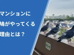マンションに鳩がやってくる理由とは？