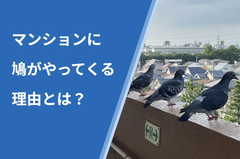 マンションに鳩がやってくる理由とは?