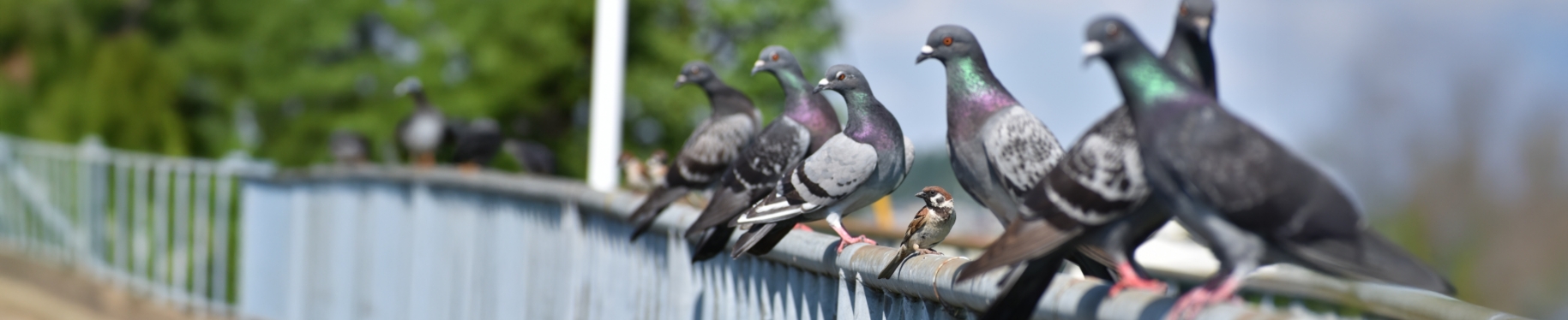 鳥種別の鳥害対策
