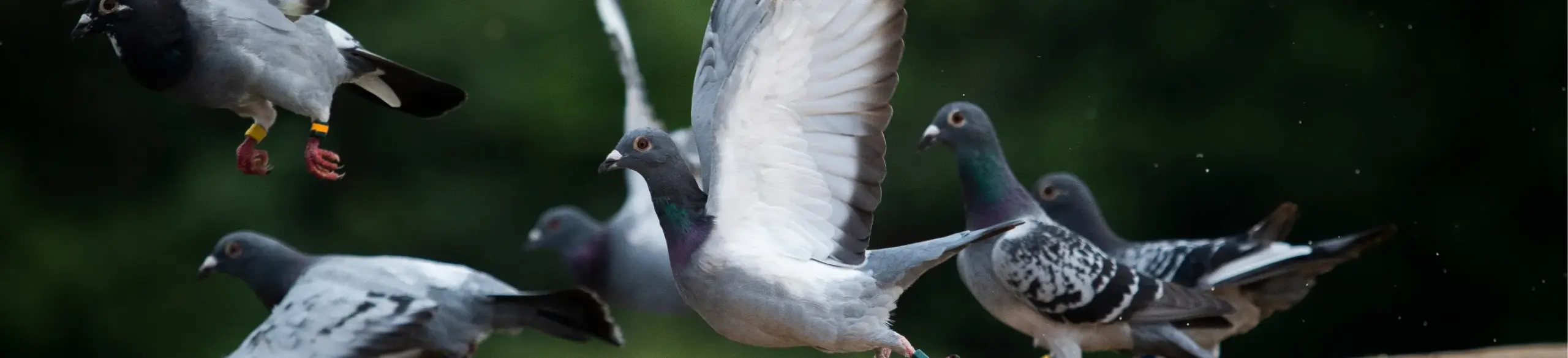 鳩の習性・⽣態