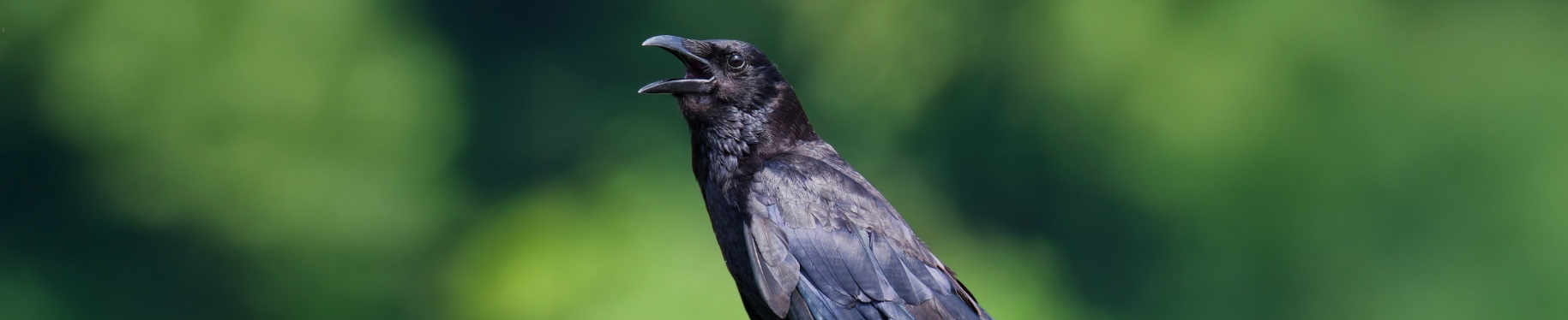カラス　分類：スズメ目カラス科