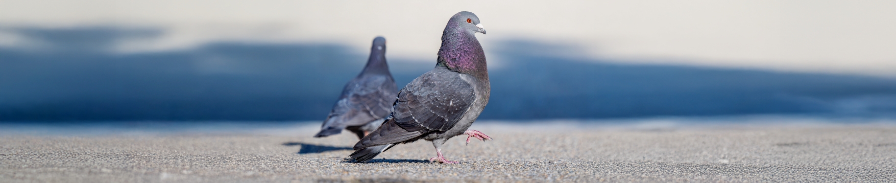 鳩の被害レベル