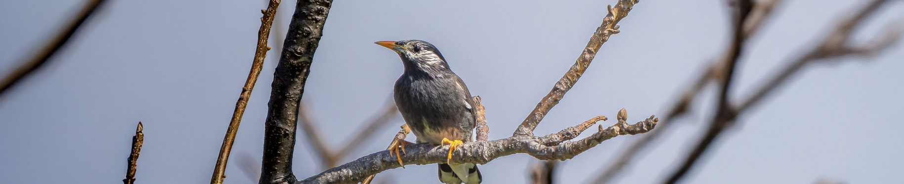 ムクドリ　分類：スズメ目ムクドリ科