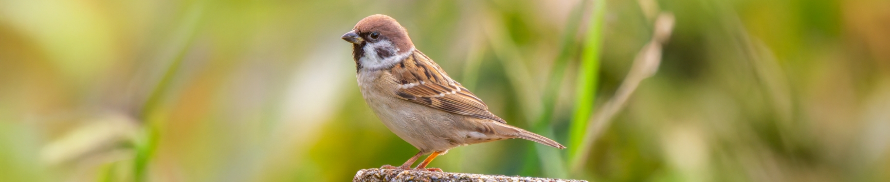 スズメ　分類：スズメ目ハタオリドリ科