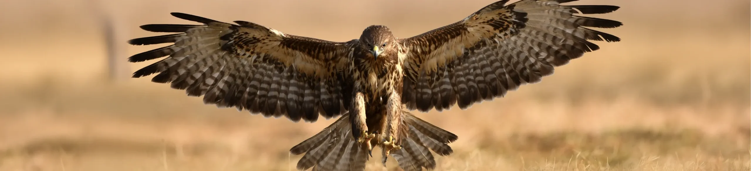 鷹匠による鳥害対策