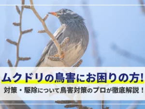 ムクドリの鳥害にお困りの方！対策・駆除について鳥害対策のプロが徹底解説！