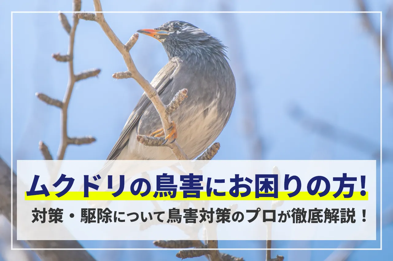 ムクドリの鳥害にお困りの方！対策・駆除について鳥害対策のプロが徹底解説！