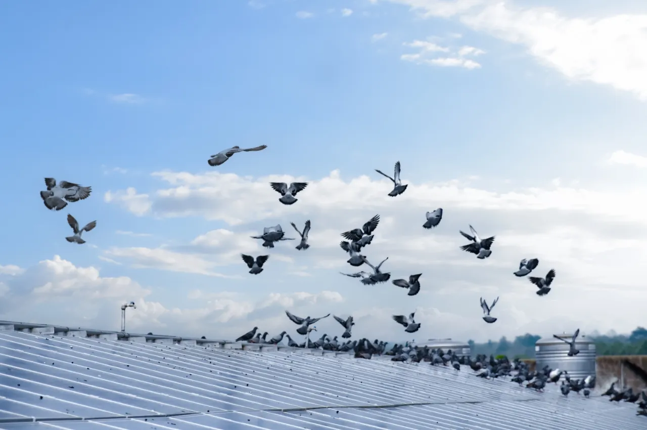 鳩の群れ