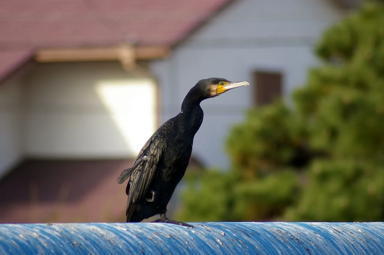 ウミウ