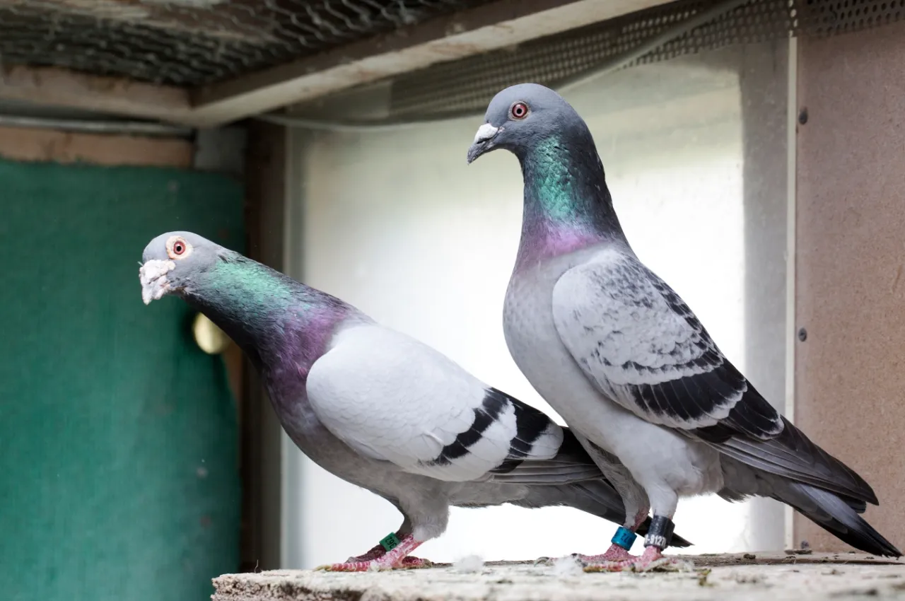 2羽の鳩