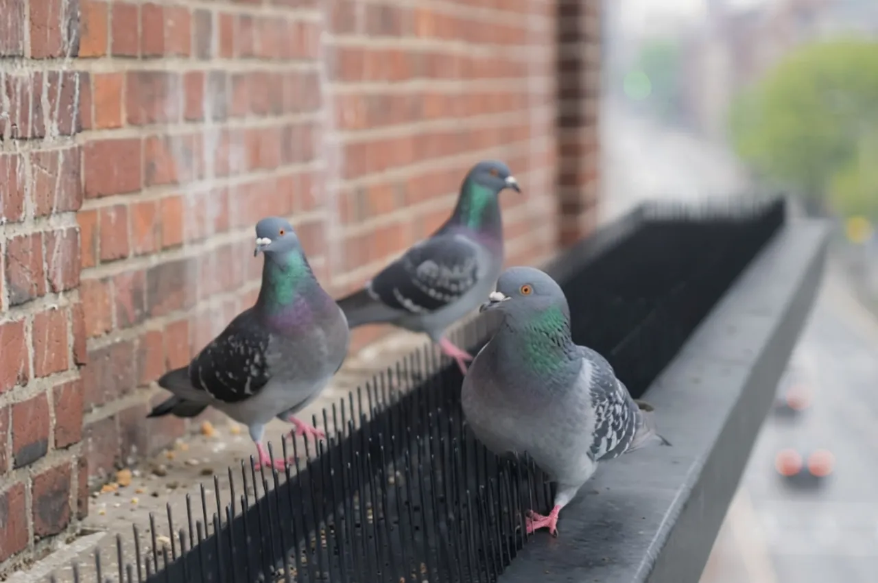 樹脂製スパイクの上を歩く鳩