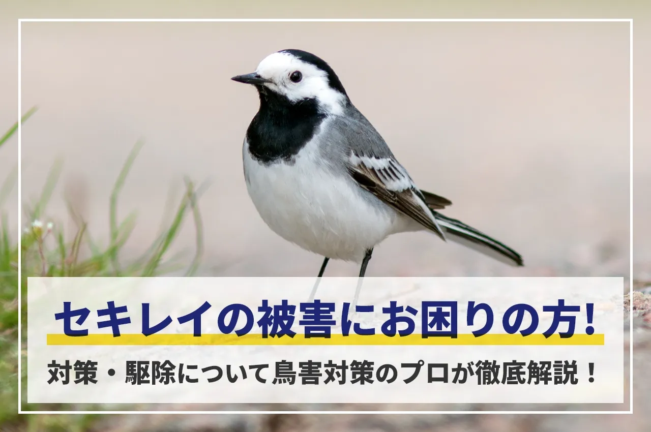 セキレイの被害にお困りの方！対策・駆除について鳥害対策のプロが徹底解説！