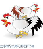 効率的な古巣利用を行うハト