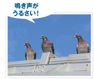 日本対策センター お悩み別の鳩よけ 鳩駆除 鳩対策工事ならお任せください